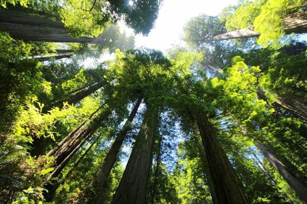 sequoia-274158_640